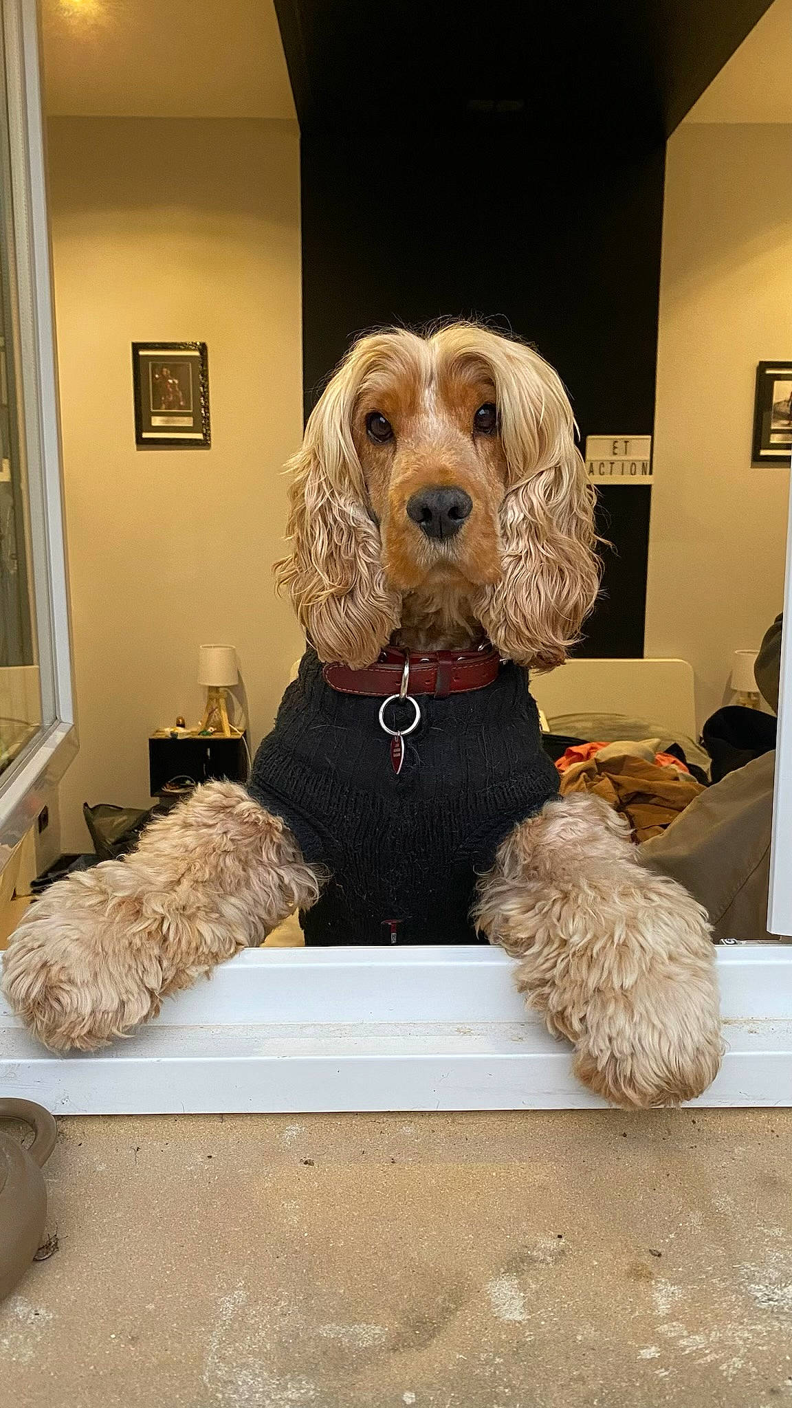 Lover participe au concours pour gagner de l'argent avec cette photo : canidae, carnivore, companion_dog, dog, dog_breed, dog_supply, fur, labradoodle, lamp, non_sporting_group, picture_frame, poodle, room, shelving, sporting_group, terrier, toy_dog, water_dog, yorkipoo