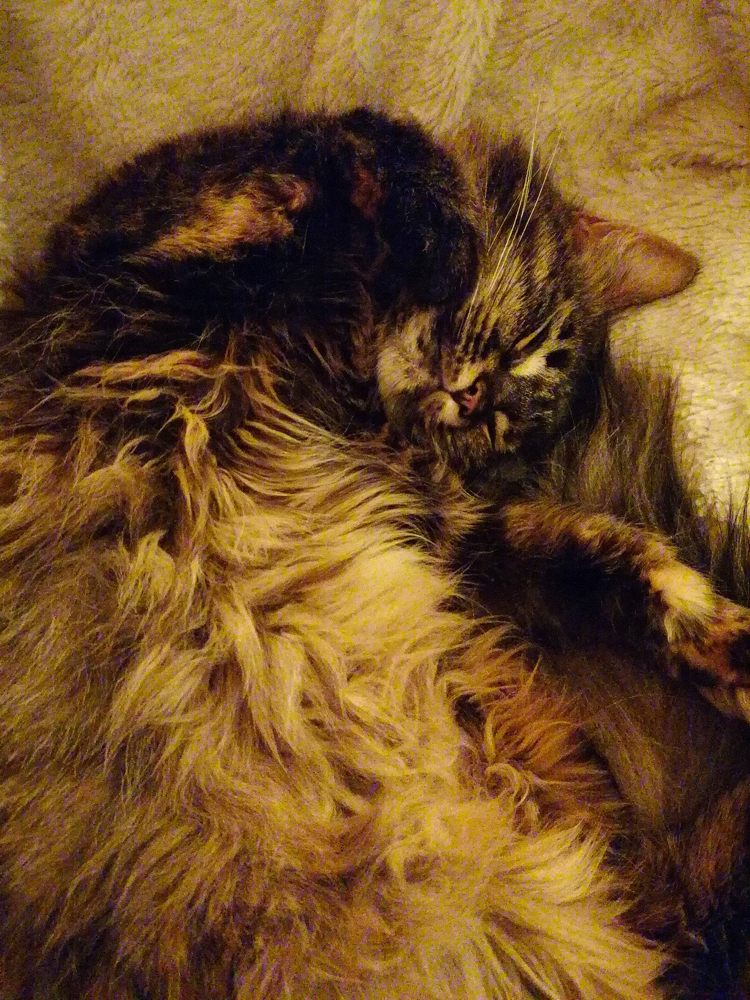 June participe au concours pour gagner de l'argent avec cette photo : carnivore, cat, claw, domestic_long_haired_cat, ear, felidae, fur, kitten, laperm, maine_coon, norwegian_forest_cat, small_to_medium_sized_cats, somali, tail, textile, whiskers