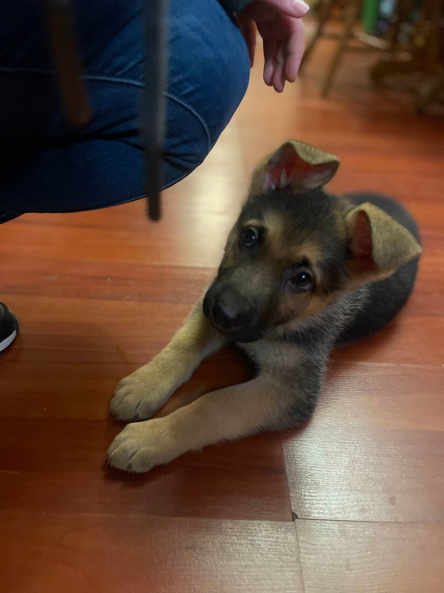 Grizzly is registered to the contest to win money with this photo: canidae, carnivore, chair, companion_dog, dog, dog_breed, east_european_shepherd, fawn, flooring, foot, fur, german_shepherd_dog, hardwood, king_shepherd, old_german_shepherd_dog, sporting_group, varnish, wood, wood_flooring, working_animal