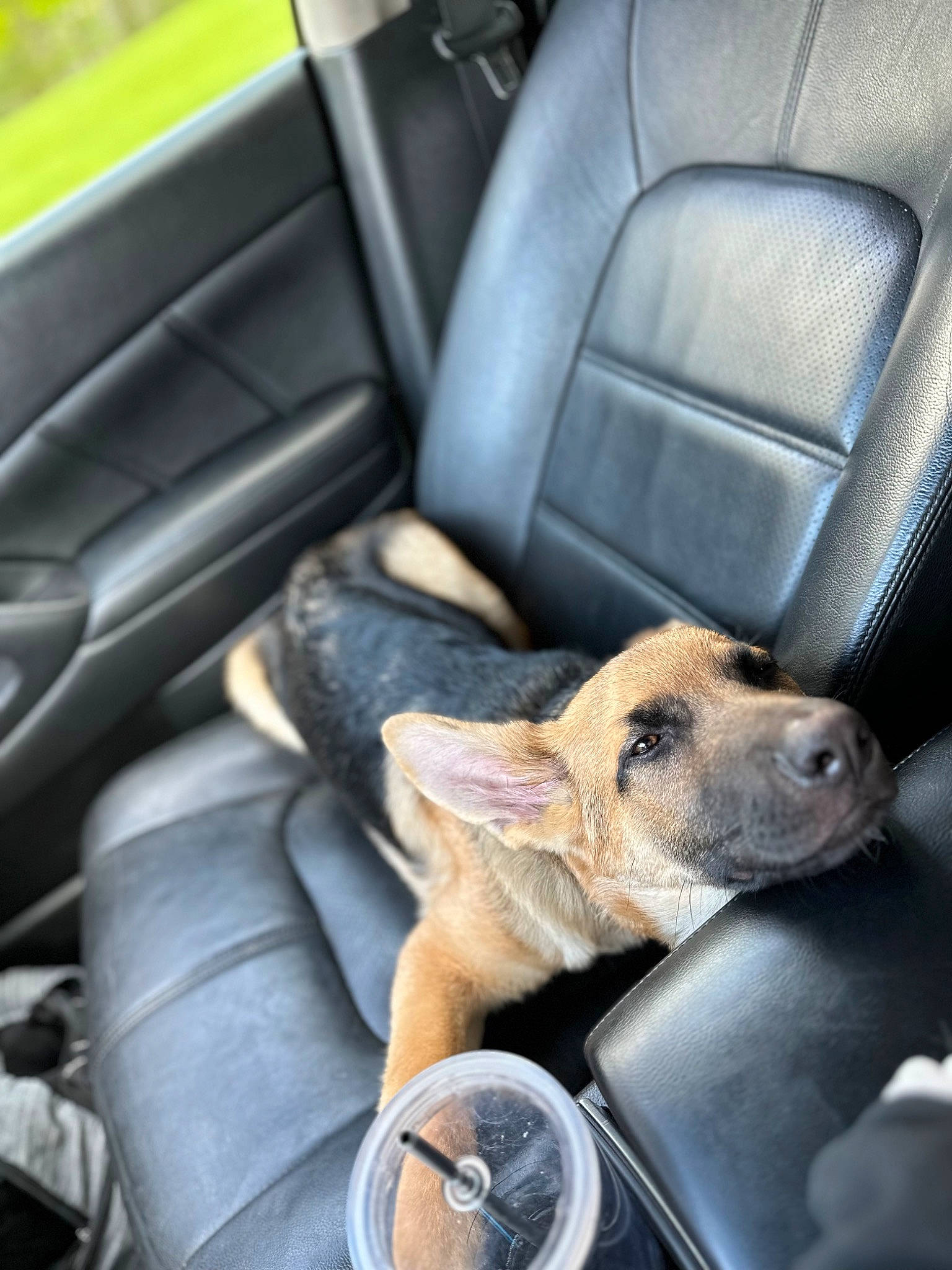 Grizzly joined the competition — help win amazing prizes! auto_part, automotive_design, car, car_seat, car_seat_cover, carnivore, comfort, companion_dog, dog, dog_breed, family_car, head_restraint, luxury_vehicle, motor_vehicle, personal_luxury_car, plant, tableware, vehicle, vehicle_door, window