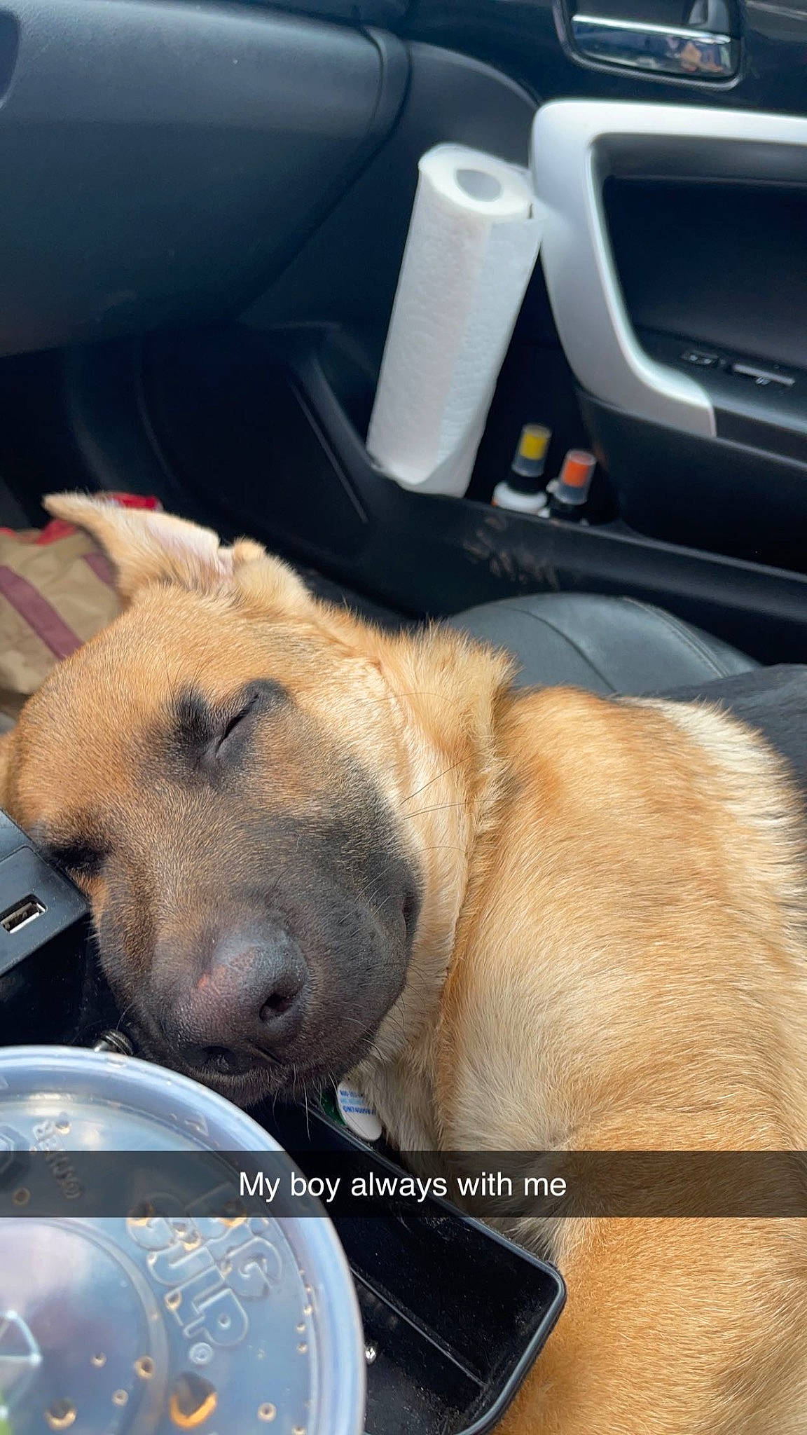 Grizzly joined the competition — help win amazing prizes! automotive_exterior, automotive_mirror, canidae, car, car_seat, carnivore, collar, companion_dog, dog, dog_breed, family_car, fawn, fur, paw, personal_luxury_car, sporting_group, vehicle_door, whiskers, windshield, working_animal