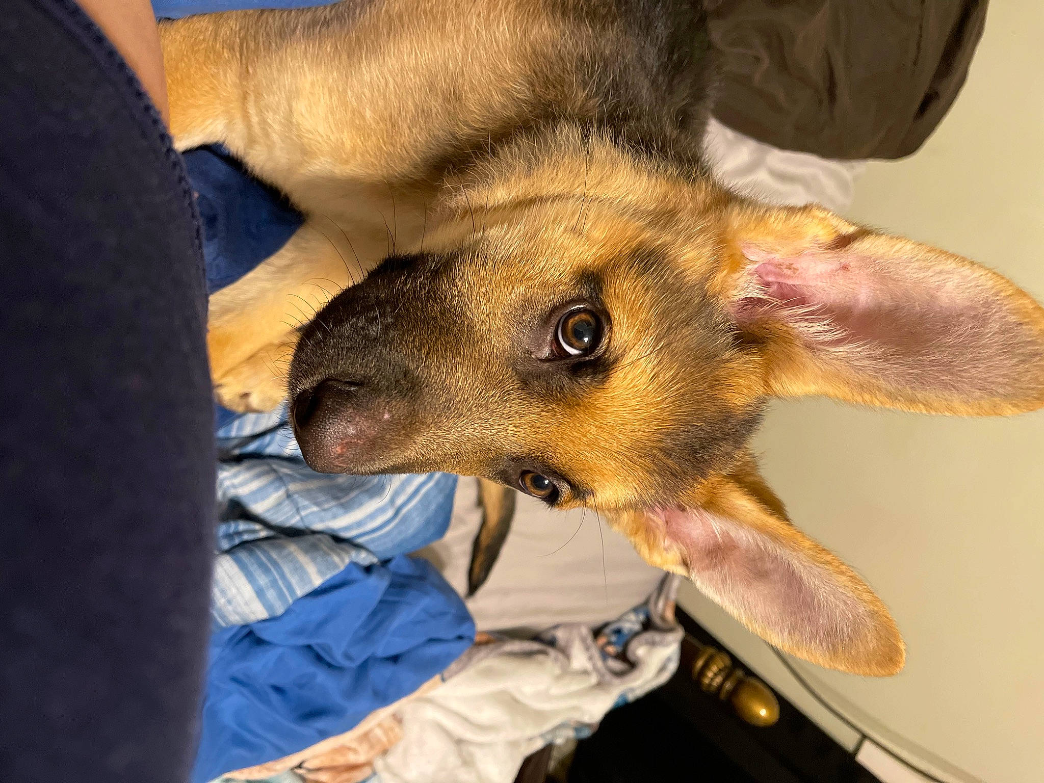 Grizzly joined the competition — help win amazing prizes! canidae, carnivore, claw, companion_dog, dog, dog_breed, ear, fawn, fur, german_shepherd_dog, jaw, paw, snout, sporting_group, whiskers, wildlife, working_animal