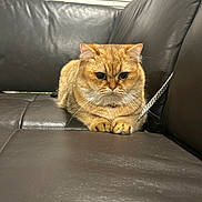 Maru is registered to the contest to win money with this photo: cat, golden_brown, leather_couch, indoor, window_blind, feline, pet, cute, sitting, whiskers, fur, domestic_animal, animal, cozy, relaxed, portrait, closeup, eyes, paws, furniture