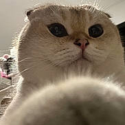 Juni is registered to the contest to win money with this photo: cat, fluffy, close_up, paw, whiskers, ears, fur, indoor, cute, pet, animal, curious, face, nose, eyes, portrait, soft, feline, domestic, mammal