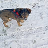 animal, black_fur, blue_eyes, brown_fur, canine, cold_weather, curious, dog, grass, harness, outdoors, pawprints, pet, portrait, puppy, red_harness, snow, snowy_ground, standing, winter