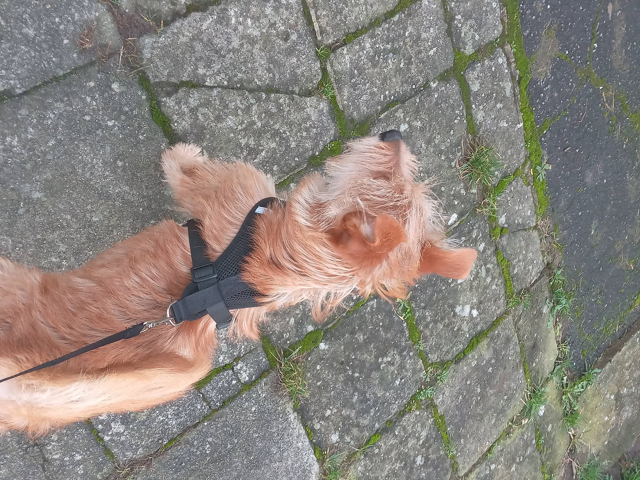 Ulysse participe au concours pour gagner de l'argent avec cette photo : asphalt, brick, brickwork, cobblestone, concrete, fawn, flooring, foot, fur, grass, human_leg, pattern, road, road_surface, sidewalk, snout, soil, tail, thumb, wood