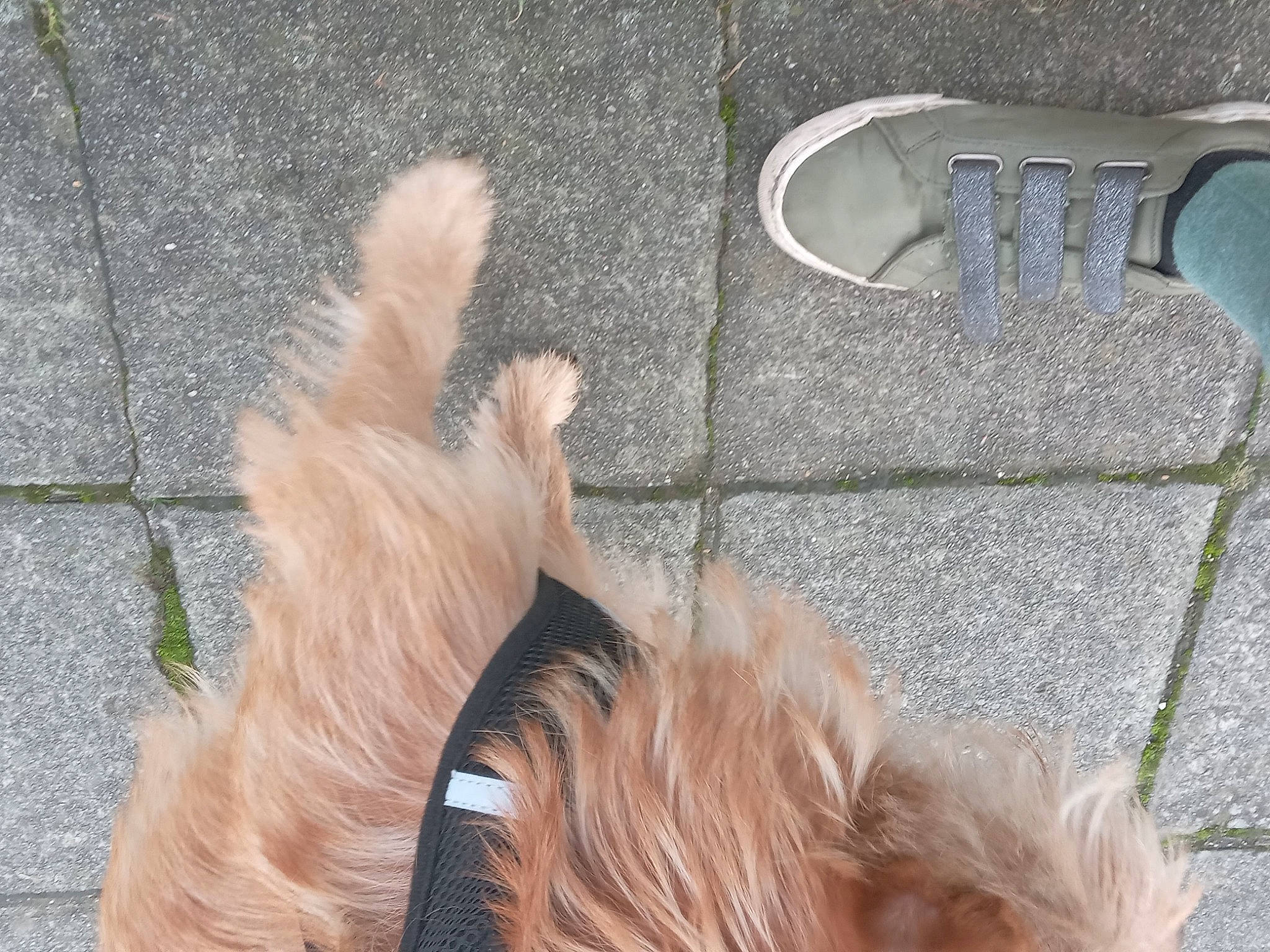 Ulysse a rejoint le concours — aidez-le/la à gagner de superbes lots ! asphalt, claw, collar, companion_dog, dog, dog_breed, felidae, flooring, foot, fur, grass, human_leg, liver, mammal, paw, road_surface, shadow, sidewalk, sporting_group, tail