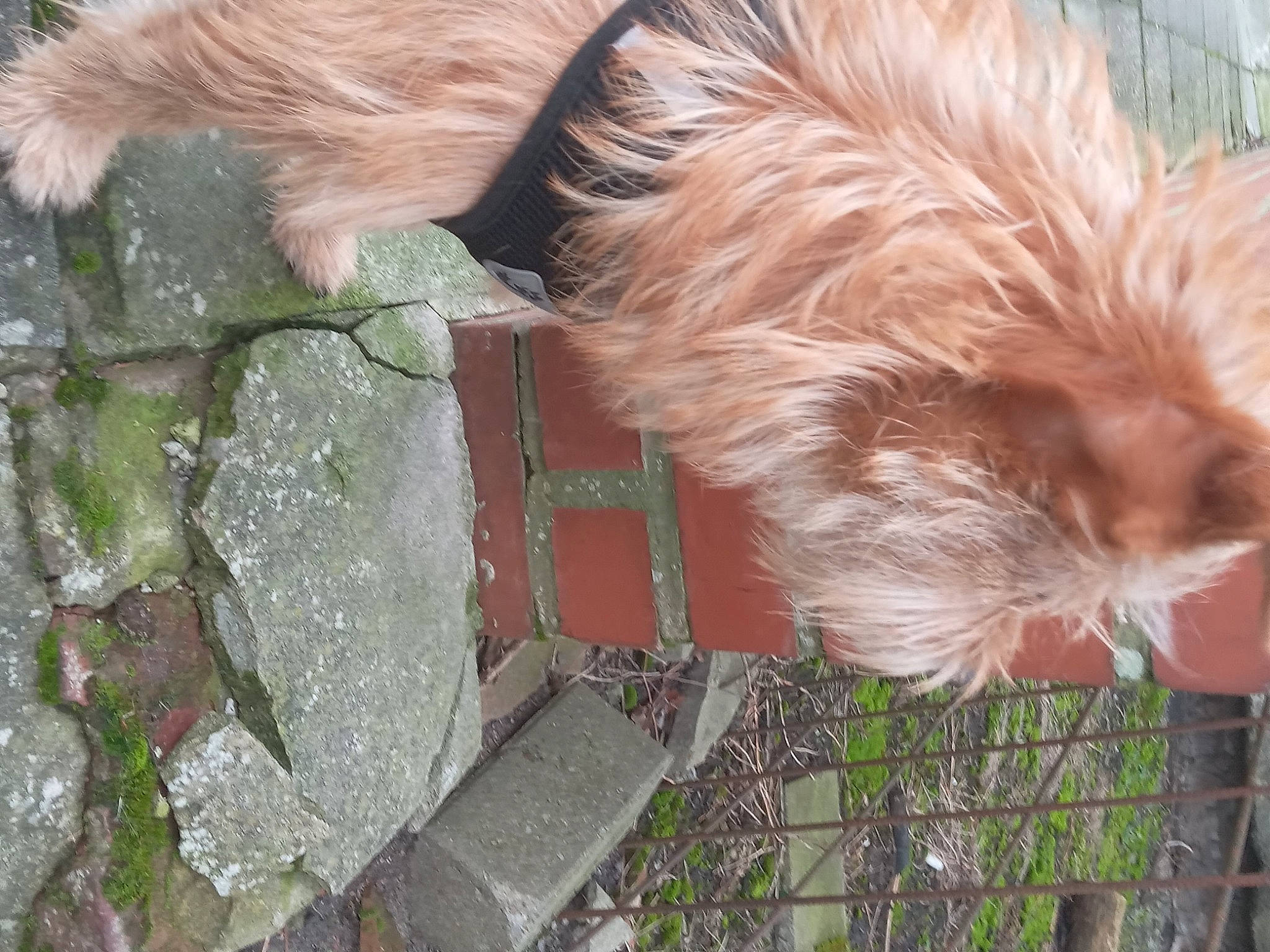 Ulysse a rejoint le concours — aidez-le/la à gagner de superbes lots ! canidae, carnivore, companion_dog, dog, dog_breed, fawn, fur, grass, liver, small_terrier, snout, sporting_group, tail, terrestrial_animal, terrier, toy_dog, whiskers, wildlife, wood, working_animal