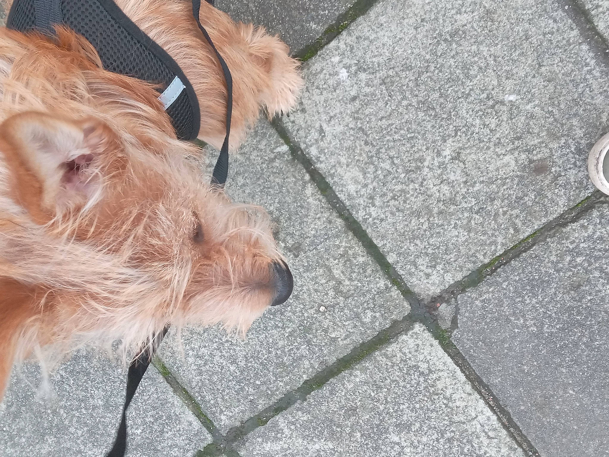 Ulysse participe au concours pour gagner de l'argent avec cette photo : asphalt, canidae, carnivore, companion_dog, concrete, dog, dog_breed, fawn, flooring, fur, liver, road_surface, sidewalk, snout, sporting_group, tail, terrestrial_animal, whiskers, wood, working_animal