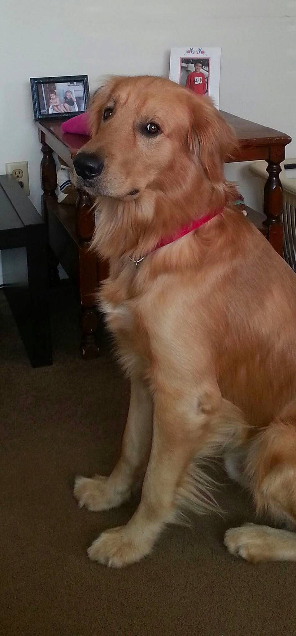 Jake is registered to the contest to win money with this photo: canidae, carnivore, chair, collar, companion_dog, dog, dog_breed, dog_collar, fawn, flooring, fur, gun_dog, hardwood, liver, retriever, snout, sporting_group, varnish, whiskers, working_animal