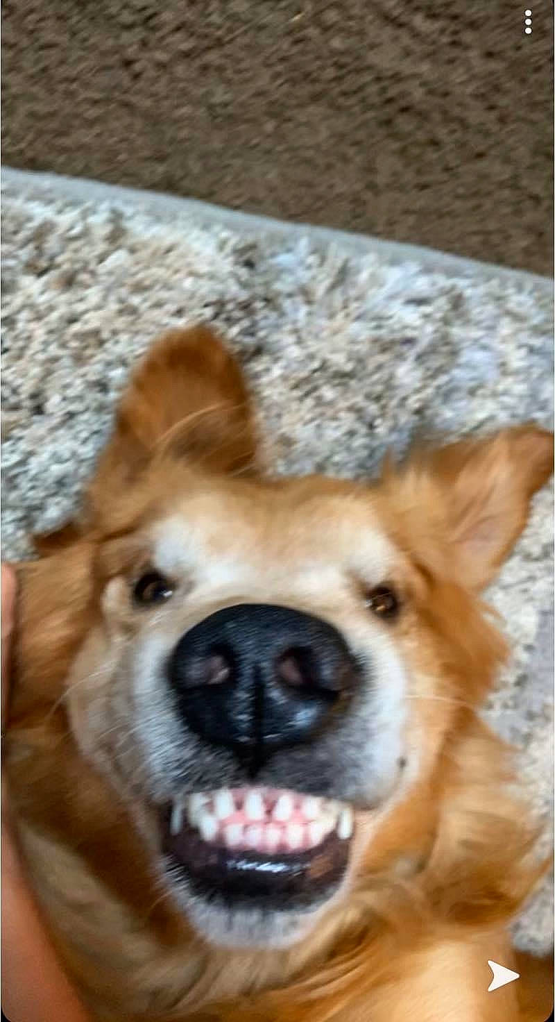 Jake joined the competition — help win amazing prizes! ancient_dog_breeds, canidae, carnivore, companion_dog, dog, dog_breed, fawn, fur, liver, non_sporting_group, snout, sporting_group, terrestrial_animal, tongue, whiskers, wood, working_animal, working_dog