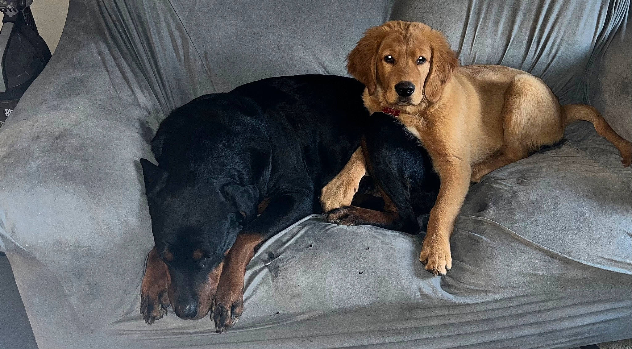 Baylee joined the competition — help win amazing prizes! ball, canidae, carnivore, comfort, companion_dog, dog, dog_breed, dog_supply, fawn, fur, guard_dog, liver, paw, snout, sporting_group, tail, terrestrial_animal, whiskers, working_animal, working_dog