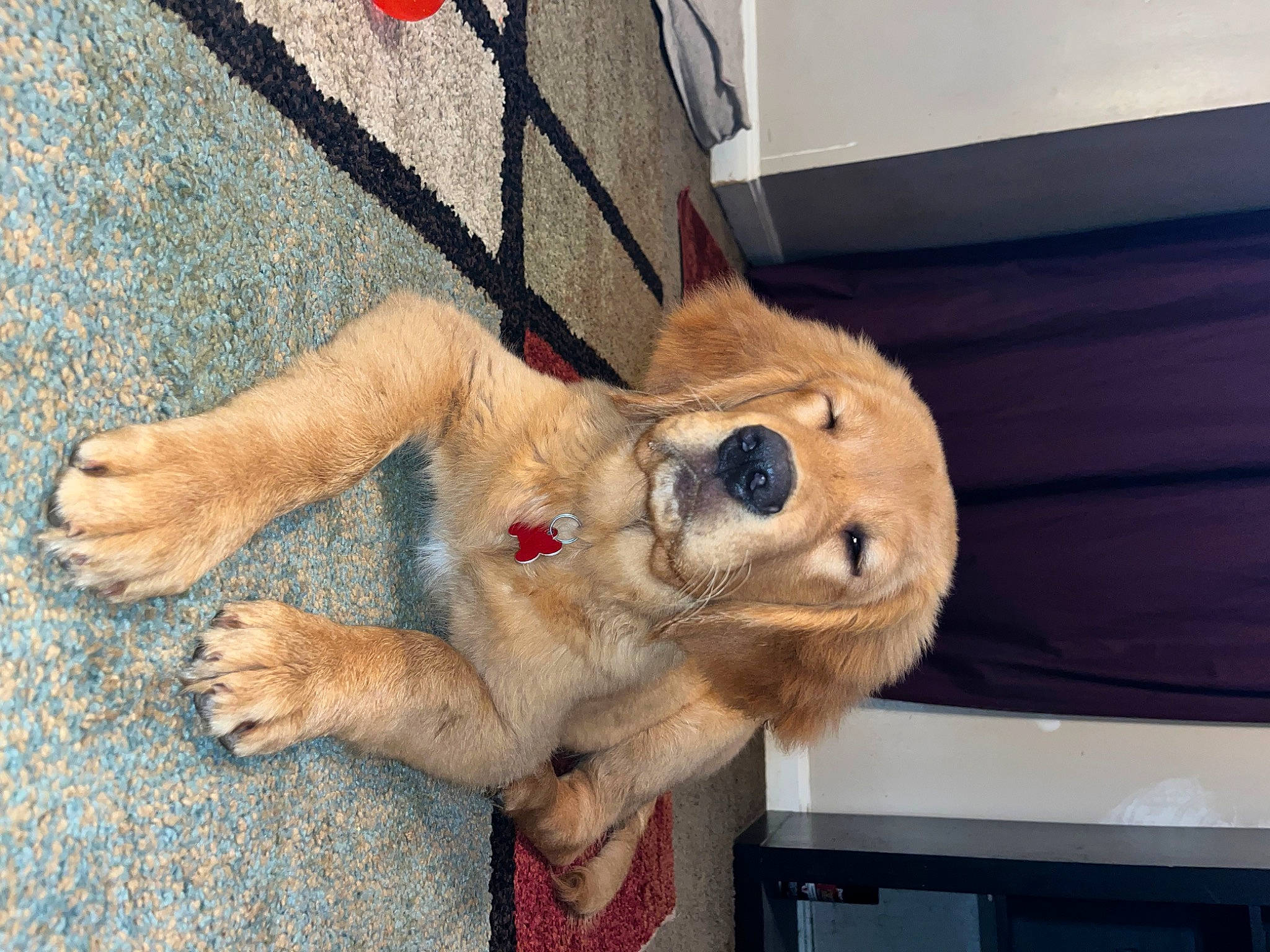 Chayce joined the competition — help win amazing prizes! canidae, carnivore, collar, companion_dog, corgi_chihuahua, dog, dog_breed, fawn, flooring, fur, non_sporting_group, paw, snout, sporting_group, stuffed_toy, toy_dog, wood, working_animal