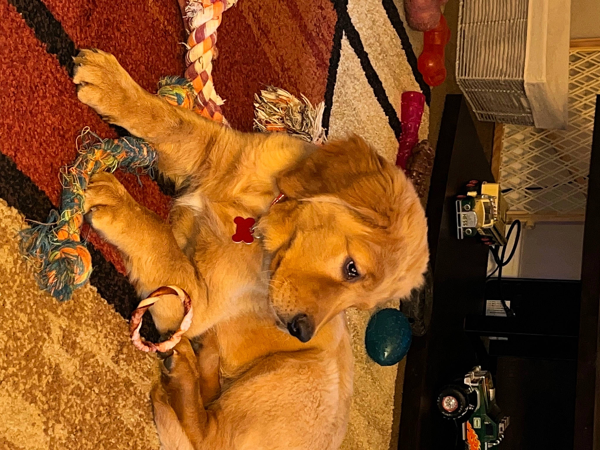 Chayce joined the competition — help win amazing prizes! art, big_cats, bovine, canidae, carnivore, dairy_cow, fawn, felidae, fur, hide, horn, ingredient, lion, snout, sporting_group, terrestrial_animal, tree, whiskers, wood, working_animal