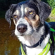 Hayden participe au concours pour gagner de l'argent avec cette photo : dog, wet_fur, green_harness, water, outdoor, nature, trees, blue_sky, reflection, close_up, animal, pet, canine, portrait, summer, sunlight, river, standing, focused, background