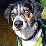 dog, wet_fur, green_harness, water, outdoor, nature, trees, blue_sky, reflection, close_up, animal, pet, canine, portrait, summer, sunlight, river, standing, focused, background