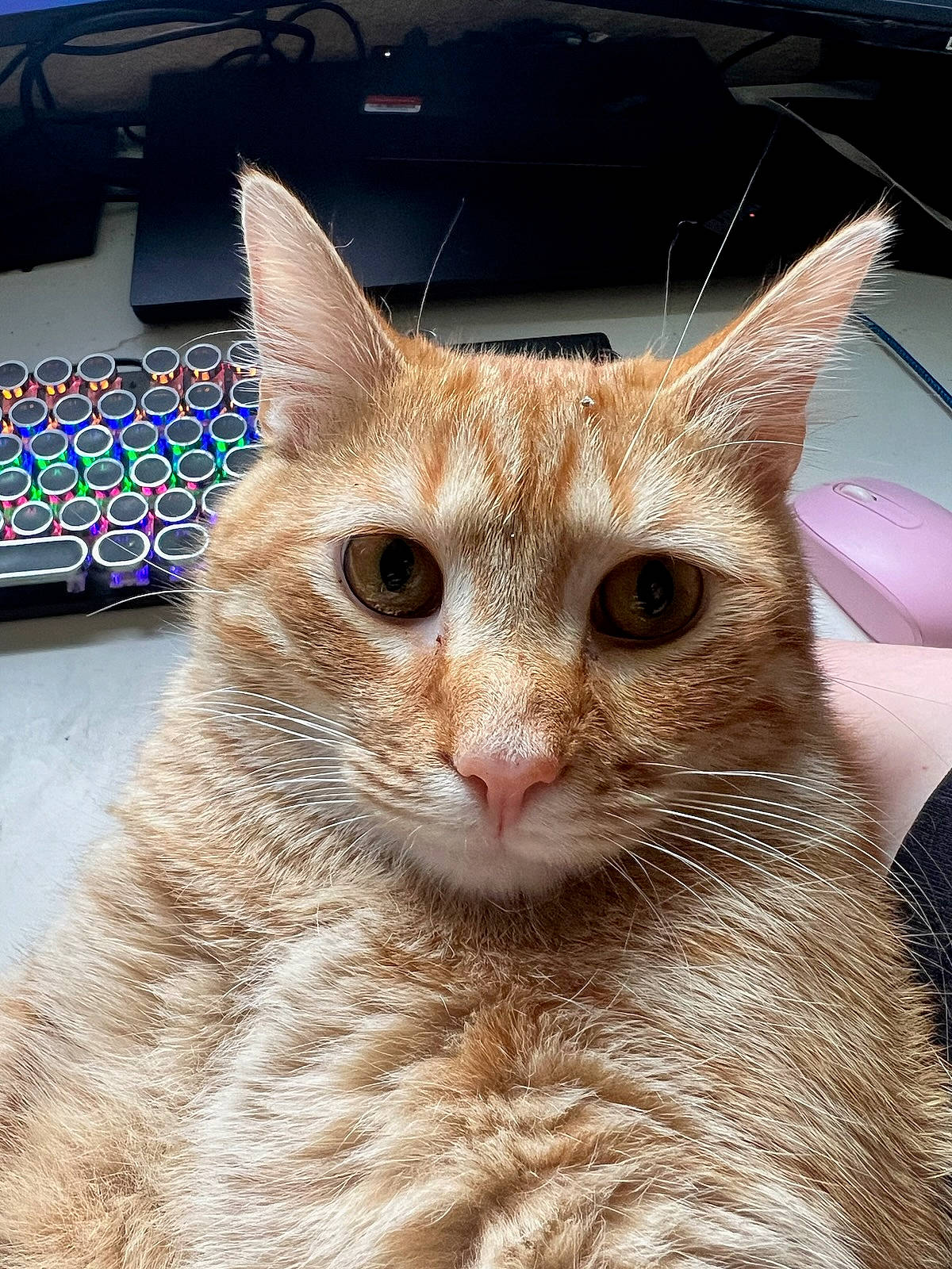 Orion joined the competition — help win amazing prizes! carnivore, cat, cat_supply, domestic_short_haired_cat, ear, event, fawn, felidae, fur, small_to_medium_sized_cats, snout, whiskers, window