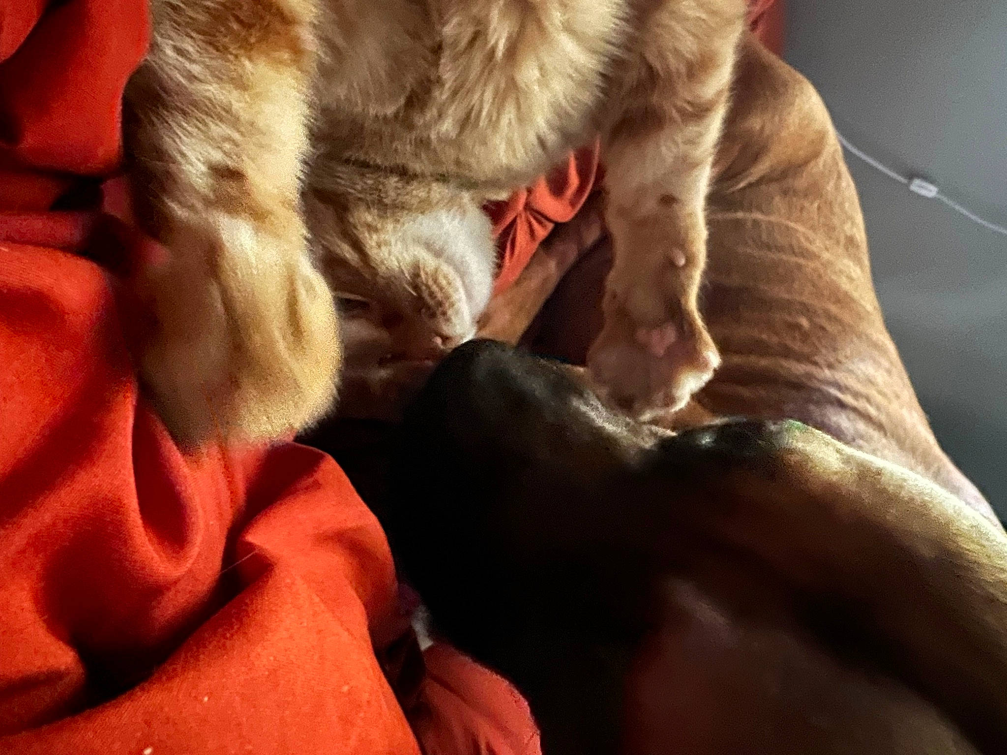 Orion is registered to the contest to win money with this photo: bed, canidae, carnivore, cat, claw, comfort, companion_dog, dog_breed, fawn, felidae, fur, nap, paw, small_to_medium_sized_cats, snout, sporting_group, tail, terrestrial_animal, whiskers, wrinkle