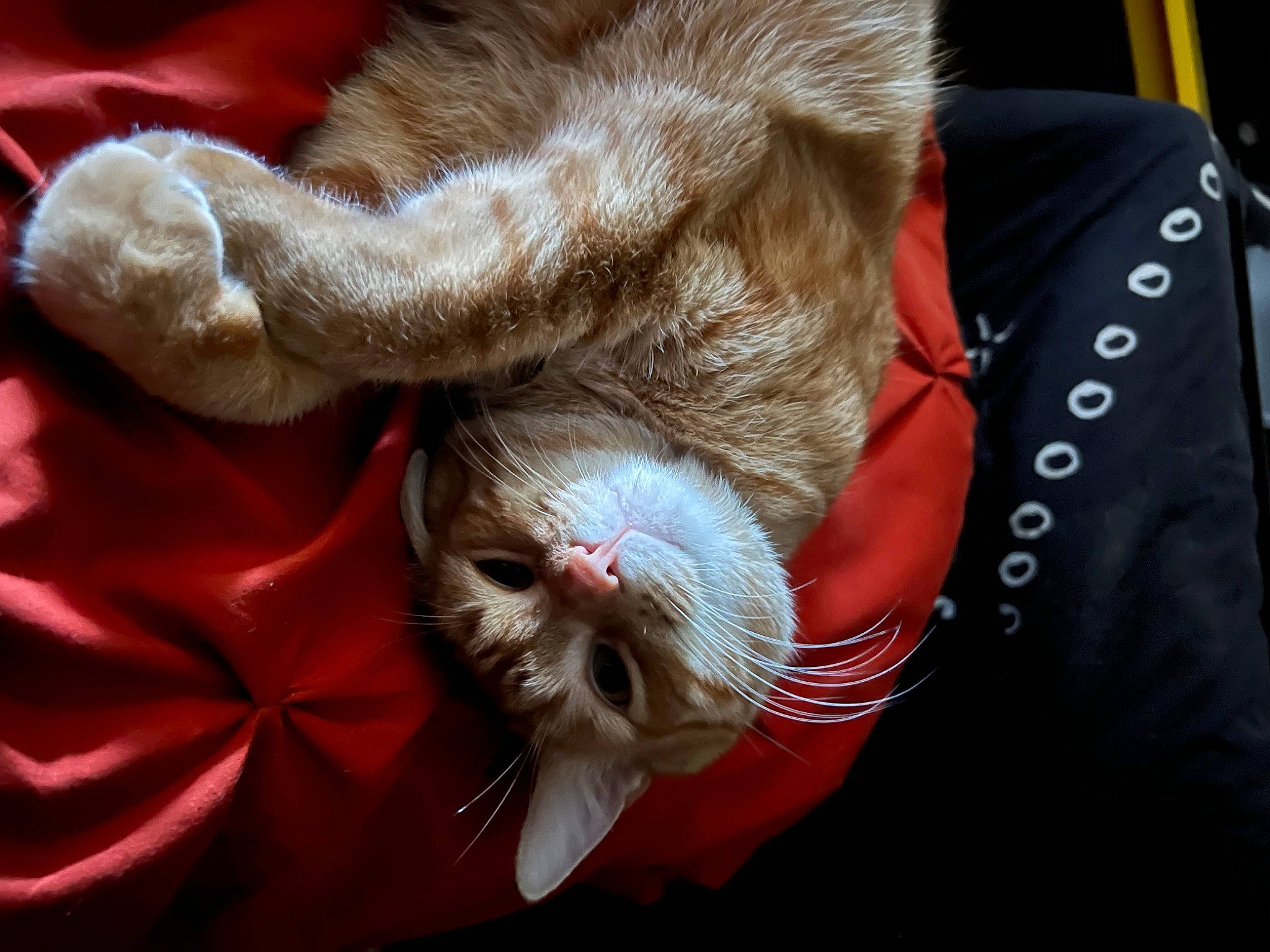 Orion is registered to the contest to win money with this photo: canidae, carnivore, cat, claw, comfort, companion_dog, dog_breed, domestic_short_haired_cat, ear, felidae, fur, gesture, human_leg, nail, paw, small_to_medium_sized_cats, snout, sporting_group, tail, whiskers