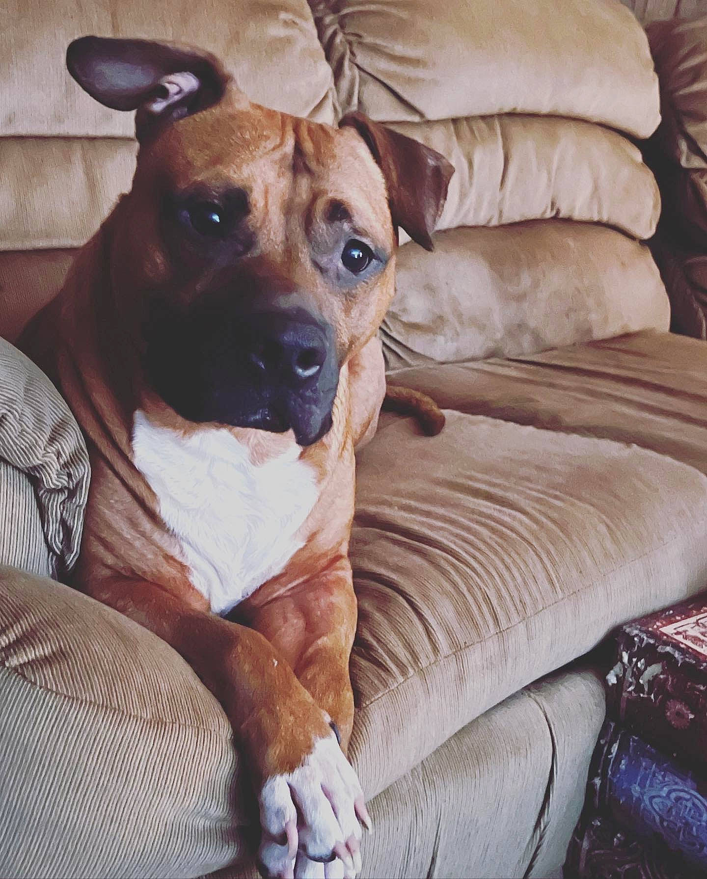 Tennessee joined the competition — help win amazing prizes! bored, canidae, carnivore, comfort, companion_dog, dog, dog_breed, fawn, fur, hardwood, linens, non_sporting_group, sporting_group, terrestrial_animal, whiskers, wood, working_animal