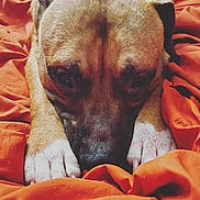 Tennessee joined the competition — help win amazing prizes! bed, blanket, brown_fur, close_up, cozy, cute, dog, indoor, lying_down, nose, orange, paws, pet, portrait, puppy, short_hair, sleepy, snout, white_paws, wrinkles