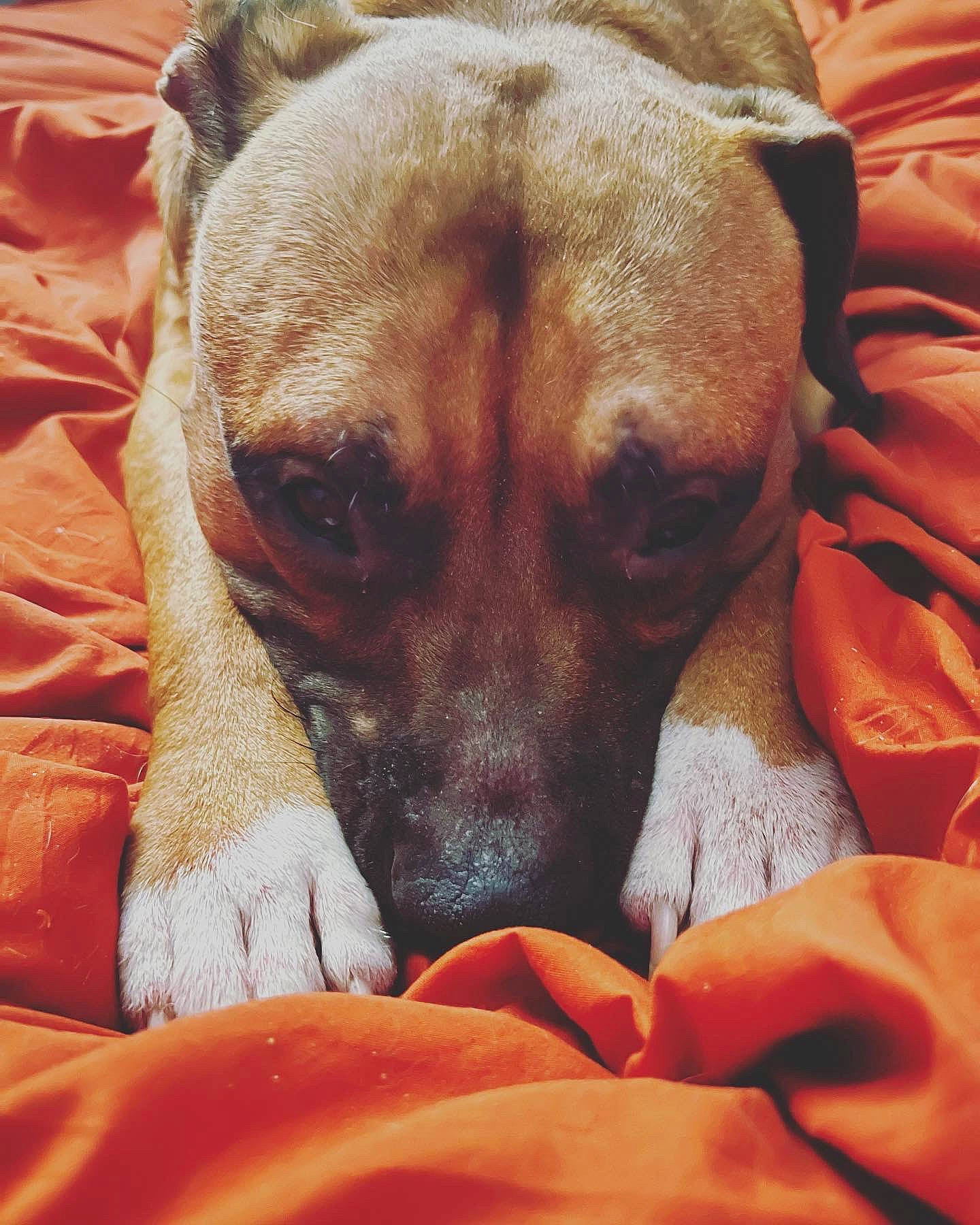 Tennessee is registered to the contest to win money with this photo: bored, canidae, carnivore, comfort, companion_dog, dog, dog_breed, dog_supply, fawn, fur, linens, nap, paw, puppy_love, snout, sporting_group, terrestrial_animal, toy_dog, whiskers, wrinkle