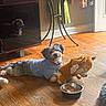 Nikko is registered to the contest to win money with this photo: dog, puppy, pet, toy, stuffed_animal, moose_toy, food_bowl, indoors, wooden_floor, sunlight, home, living_room, furniture, cabinet, table, clothing, shirt, sitting, lying_down, portrait