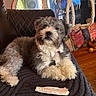Nikko is registered to the contest to win money with this photo: dog, pet, small_dog, shaggy_fur, black_white_fur, brown_fur, sitting, portrait, indoors, living_room, chair, cushion, chew_treat, dog_tag, collar, ornate_mirror, pillows, wooden_floor, home_decor, cute
