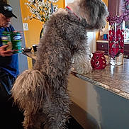Nikko is registered to the contest to win money with this photo: dog, canine, shaggy_fur, gray_fur, standing, countertop, kitchen, home, indoors, person, drinks, vase, flowers, floral_decor, cabinet, orange_wall, white_door, red_collar, pet, funny_pose