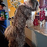 dog, canine, shaggy_fur, gray_fur, standing, countertop, kitchen, home, indoors, person, drinks, vase, flowers, floral_decor, cabinet, orange_wall, white_door, red_collar, pet, funny_pose