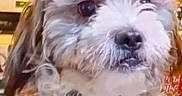 Nikko joined the competition — help win amazing prizes! dog, puppy, small_dog, fluffy, white_fur, brown_fur, portrait, close_up, birthday, birthday_cake, heart, text_overlay, indoors, home, pet, animal, cute, winking, looking_at_camera, celebration