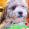 dog, puppy, small_dog, fluffy, white_fur, brown_fur, portrait, close_up, birthday, birthday_cake, heart, text_overlay, indoors, home, pet, animal, cute, winking, looking_at_camera, celebration