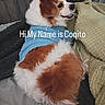 blanket, blue_shirt, brown_and_white, canine, couch, cute, dog, floppy_ears, happy, home, indoors, long_hair, lying_down, open_mouth, pet, pillow, portrait, puppy, sitting, text_overlay