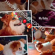 Coqito joined the competition — help win amazing prizes! adorable, birthday, birthday_greeting, close_up, collage, companion_animal, couch, cute, dog, gift, indoors, lying_down, party_decoration, pet, portrait, puppy, sitting, standing, white_and_brown, wooden_floor