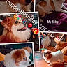 adorable, birthday, birthday_greeting, close_up, collage, companion_animal, couch, cute, dog, gift, indoors, lying_down, party_decoration, pet, portrait, puppy, sitting, standing, white_and_brown, wooden_floor