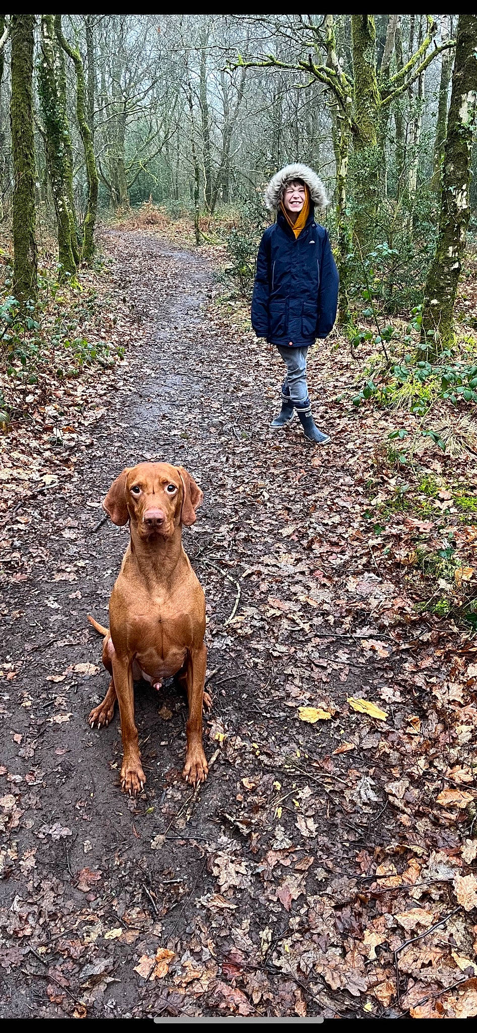 Ralphie is registered to the contest to win money with this photo: canidae, carnivore, companion_dog, dog, dog_breed, fawn, forest, gun_dog, hound, liver, people_in_nature, plant, soil, sporting_group, tail, trail, tree, walking, woodland, working_animal