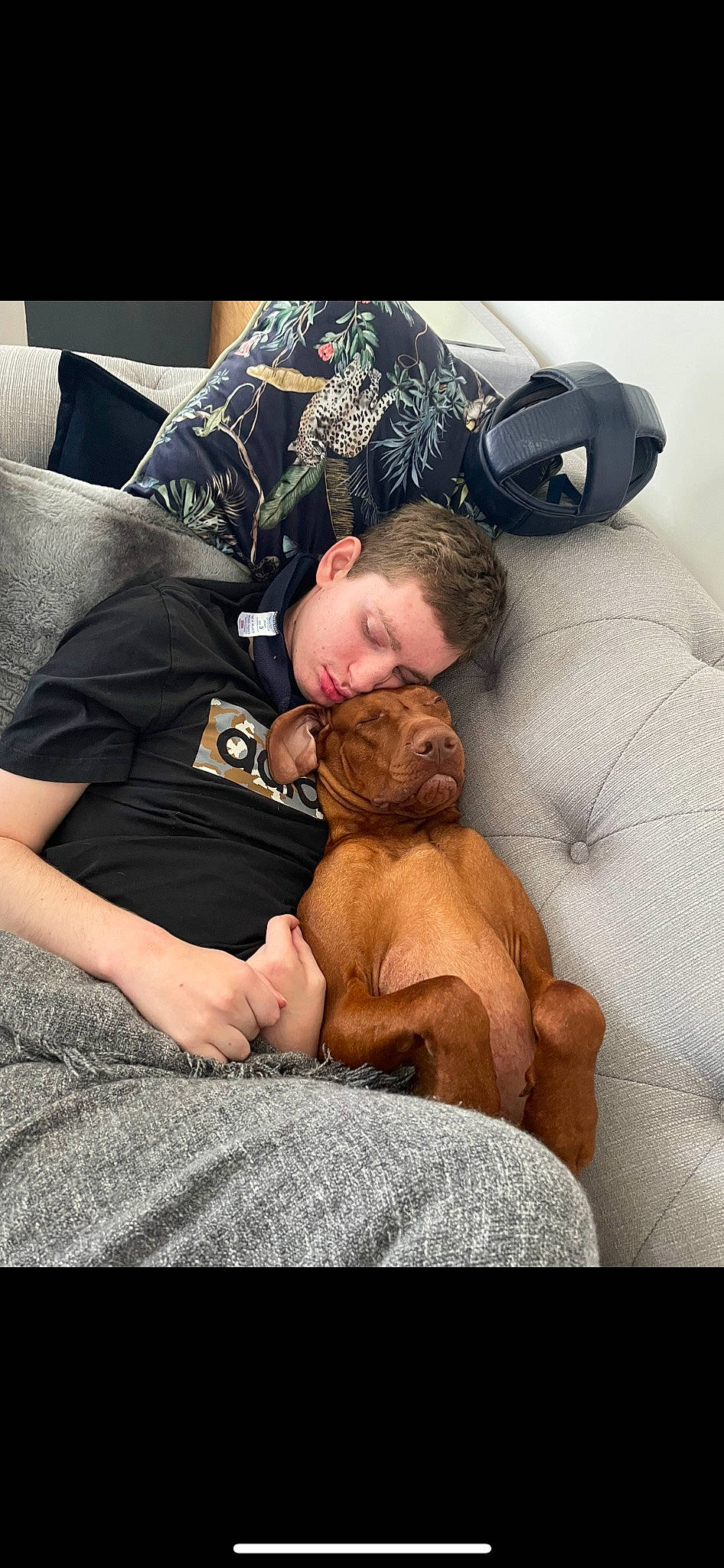 Ralphie joined the competition — help win amazing prizes! abdomen, barechested, bedtime, carnivore, comfort, companion_dog, dog, dog_breed, fawn, felidae, fun, fur, gesture, human_leg, knee, lap, nap, sitting, sleep, thigh