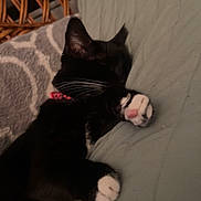 Kita joined the competition — help win amazing prizes! cat, black_and_white_cat, sleeping, paw, pink_paw_pad, cushion, green_cushion, indoor, cozy, resting, feline, whiskers, wicker_chair, blanket, patterned_blanket, pet, relaxed, home, fur, cute