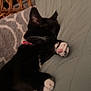 cat, black_and_white_cat, sleeping, paw, pink_paw_pad, cushion, green_cushion, indoor, cozy, resting, feline, whiskers, wicker_chair, blanket, patterned_blanket, pet, relaxed, home, fur, cute