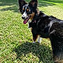 dog, black_fur, tan_fur, perky_ears, tongue_out, grass, tree, pond, sunny, outdoor, pet, canine, happy, nature, summer, animal, playful, collar, daylight, park