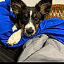 dog, puppy, blanket, blue_blanket, ears, fur, bed, resting, black_fur, white_fur, brown_fur, indoor, cute, pet, animal, canine, looking, nose, paw, cozy