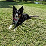 Lady Mae joined the competition — help win amazing prizes! dog, grass, outdoor, tree, pond, sunny, pet, canine, nature, animal, collar, relaxing, summer, park, fur, ears, daytime, landscape, mammal, leisure