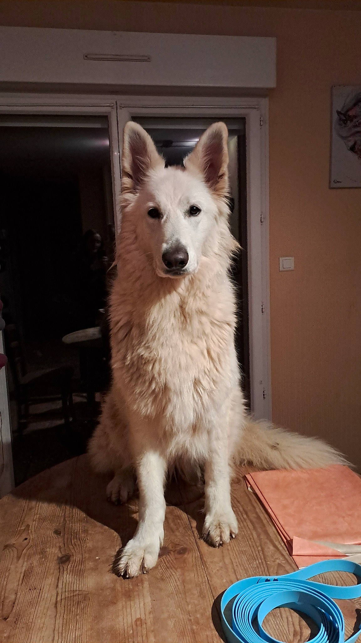 Raya participe au concours pour gagner de l'argent avec cette photo : ancient_dog_breeds, canidae, canis, carnivore, companion_dog, dog, dog_breed, flooring, fur, hardwood, non_sporting_group, picture_frame, sporting_group, table, tail, whiskers, wood, working_animal, working_dog