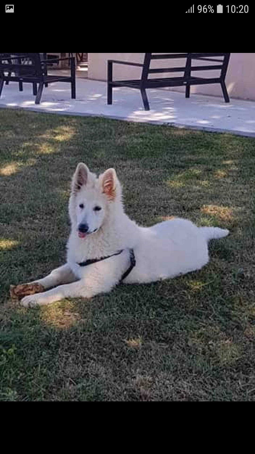 Raya participe au concours pour gagner de l'argent avec cette photo : american_eskimo_dog, berger_blanc_suisse, canadian_eskimo_dog, canidae, carnivore, companion_dog, dog, dog_breed, indian_spitz, japanese_spitz, kintamani, kishu, korean_jindo_dog, mammal, non_sporting_group, pungsan_dog, samoyed, vertebrate, volpino_italiano, white_shepherd