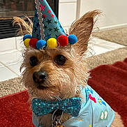 Rickey is registered to the contest to win money with this photo: accessory, bandana, blue, bow_tie, carpet, celebration, costume, cute, dog, dog_tag, ears, eyes, fur, indoor, nose, party_hat, pet, portrait, small_dog, tile_floor