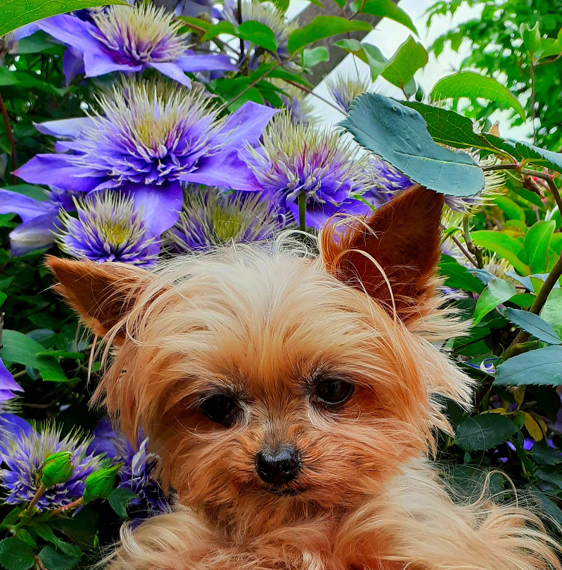 Gaby a rejoint le concours — aidez-le/la à gagner de superbes lots ! annual_plant, blue, canidae, carnivore, companion_dog, dog, dog_breed, fawn, flower, flowering_plant, flowerpot, grass, liver, organism, petal, plant, snout, terrestrial_plant, toy_dog, working_animal