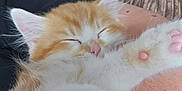 Simba is registered to the contest to win money with this photo: animal, cat, closeup, couch, cozy, cute, domestic, feline, fluffy, human_arm, indoor, kitten, orange, paw, pet, relaxed, resting, sleeping, soft, white