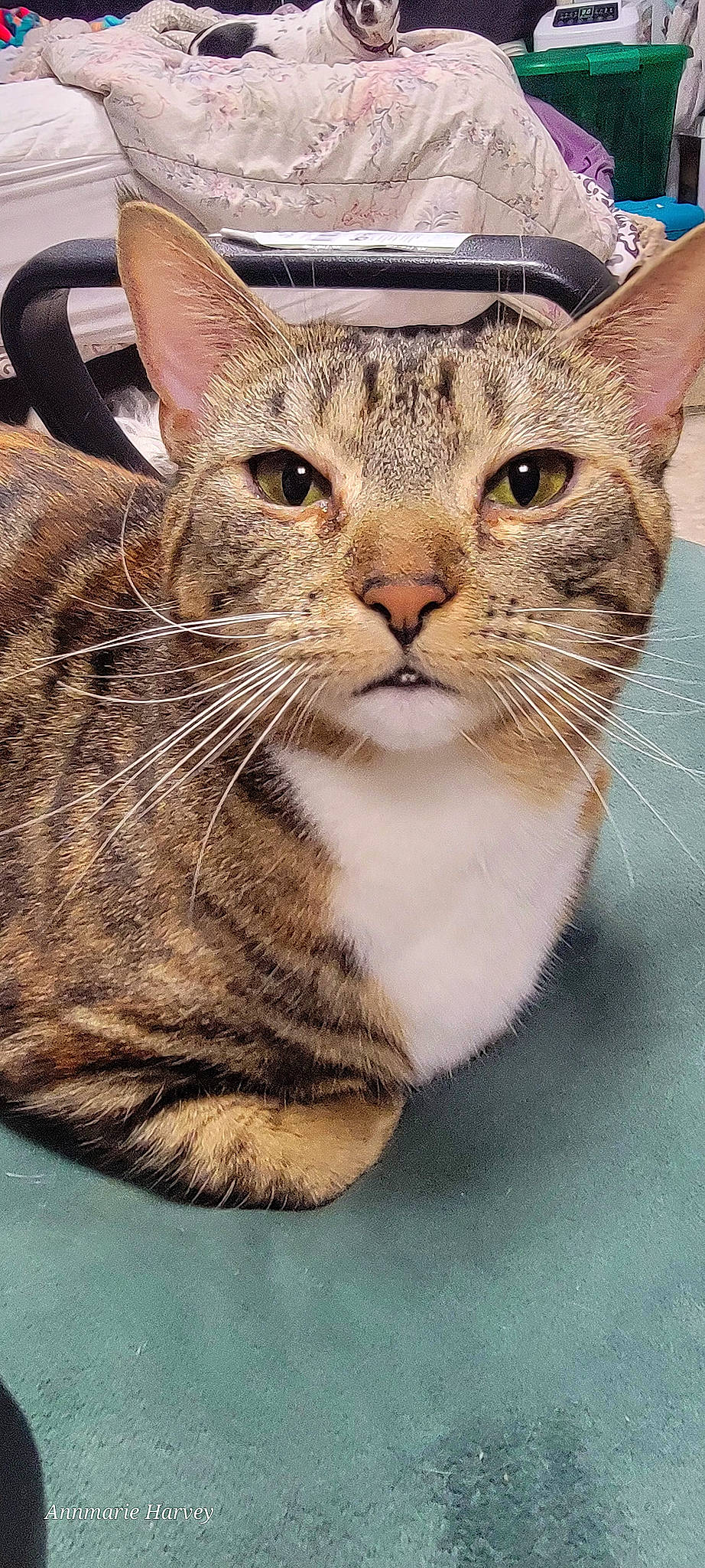 Mia is registered to the contest to win money with this photo: carnivore, cat, domestic_short_haired_cat, eye, felidae, fur, small_to_medium_sized_cats, snout, terrestrial_animal, tree, whiskers, wildlife, window