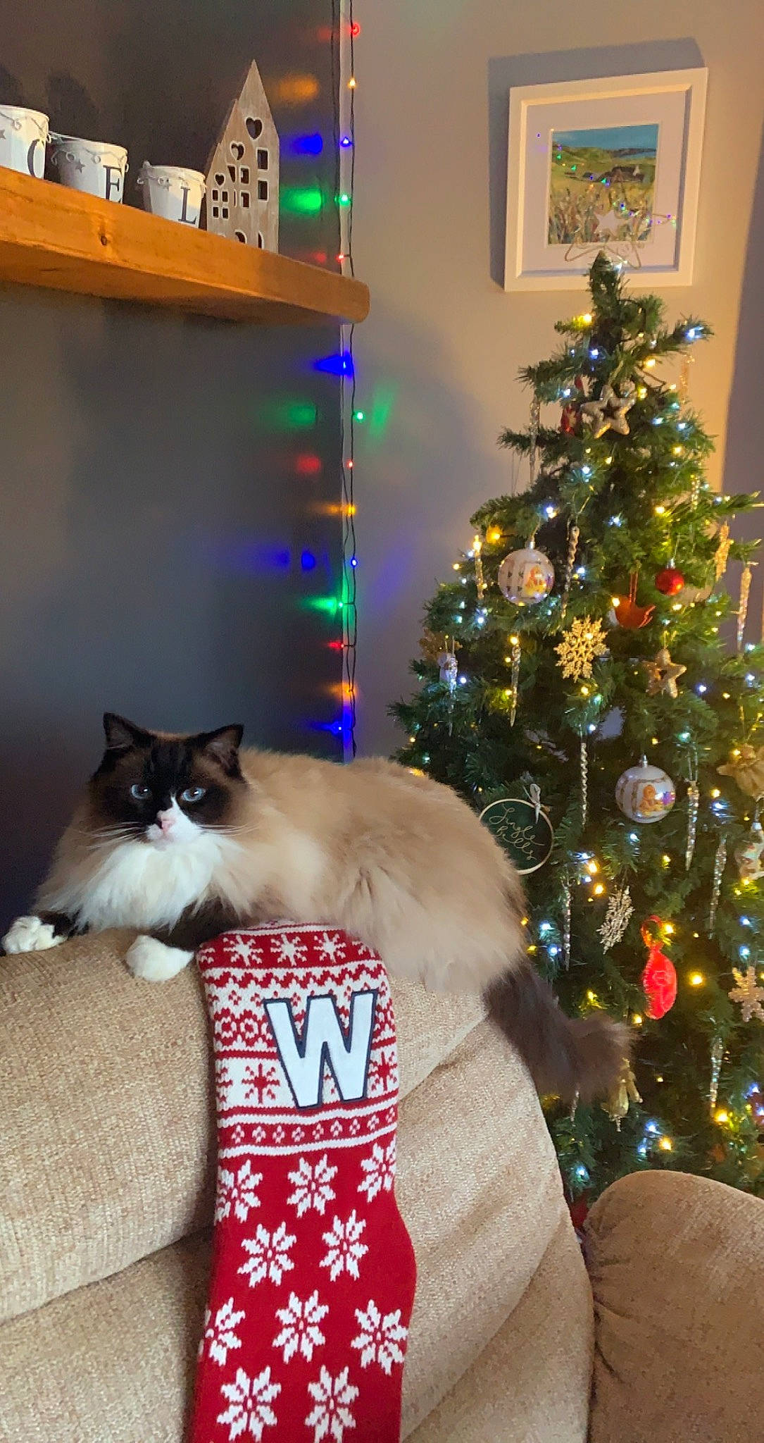 Woody is registered to the contest to win money with this photo: carnivore, cat, christmas, christmas_decoration, christmas_ornament, christmas_tree, conifer, event, fawn, felidae, fur, holiday, holiday_ornament, ornament, room, siamese, small_to_medium_sized_cats, tail, tree, whiskers