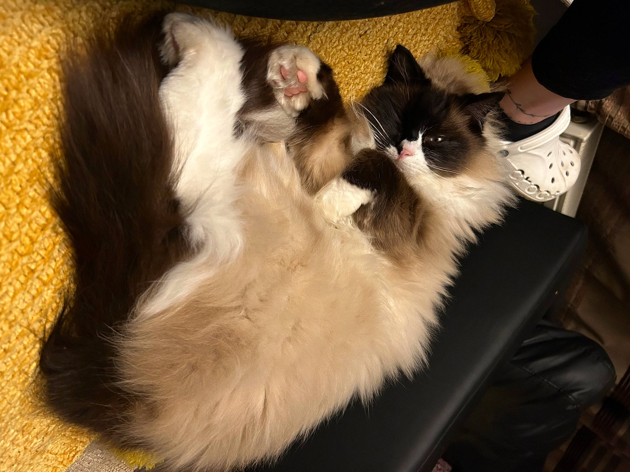 Woody joined the competition — help win amazing prizes! balinese, birman, carnivore, cat, claw, comfort, companion_dog, fawn, felidae, fur, natural_material, siamese, small_to_medium_sized_cats, tail, whiskers